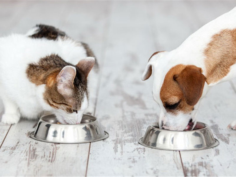 宠物营养膏检测